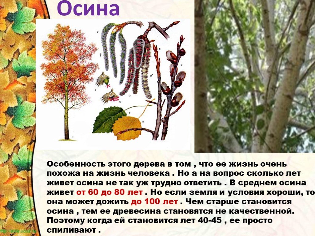 Картинки ОСИНЫ КАКИЕ ОСИНОВЫЕ